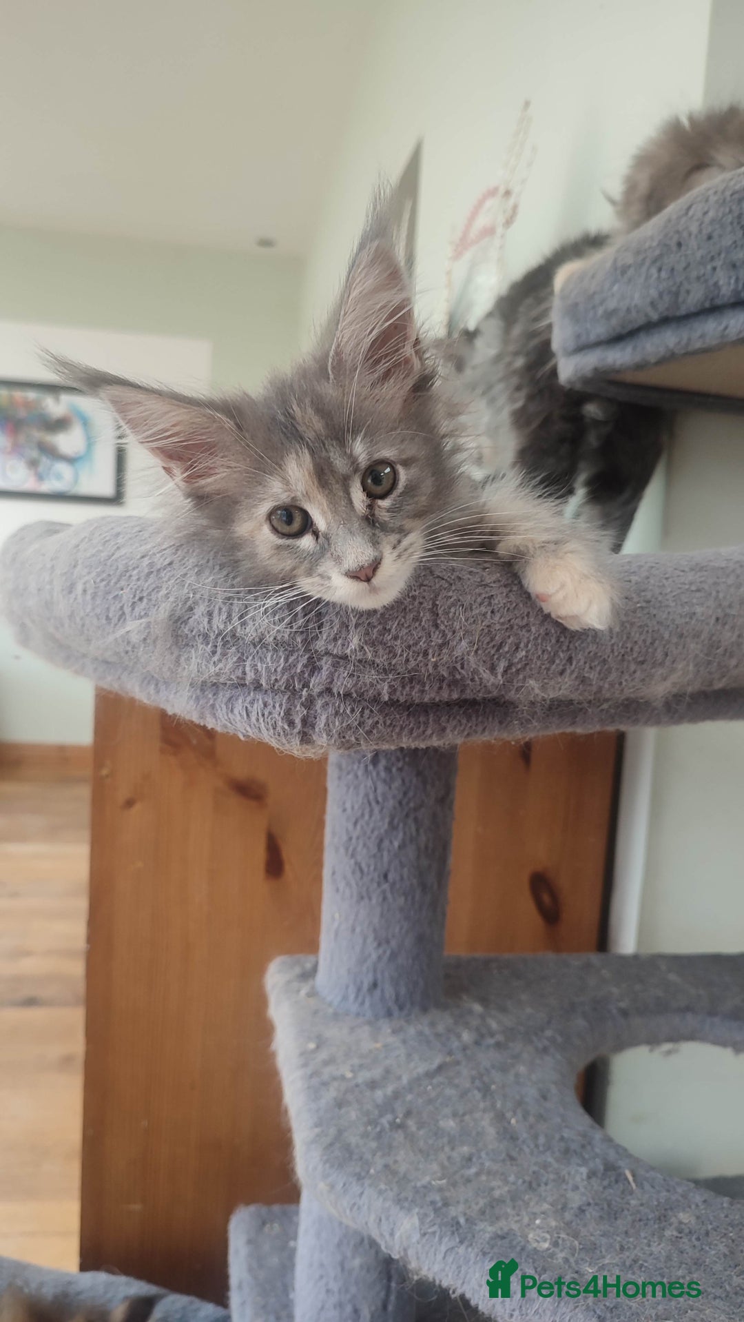 Maine Coon cats for sale: Maine Coon Kitten 3 - Fully health tested and Tica registered  - Image 19