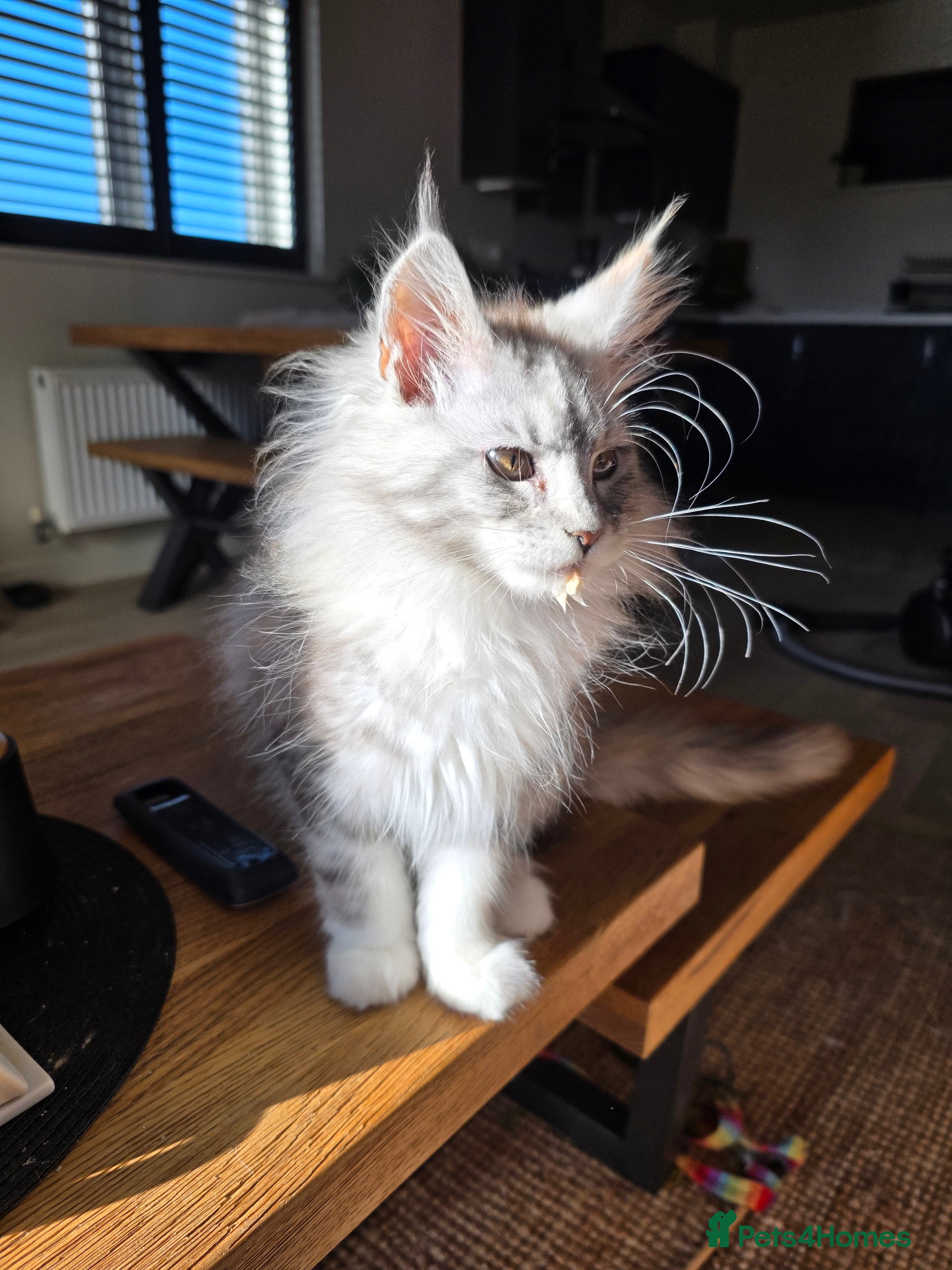 Maine Coon cats Pure breed Affectionate Mainecoon Female - Advert 7