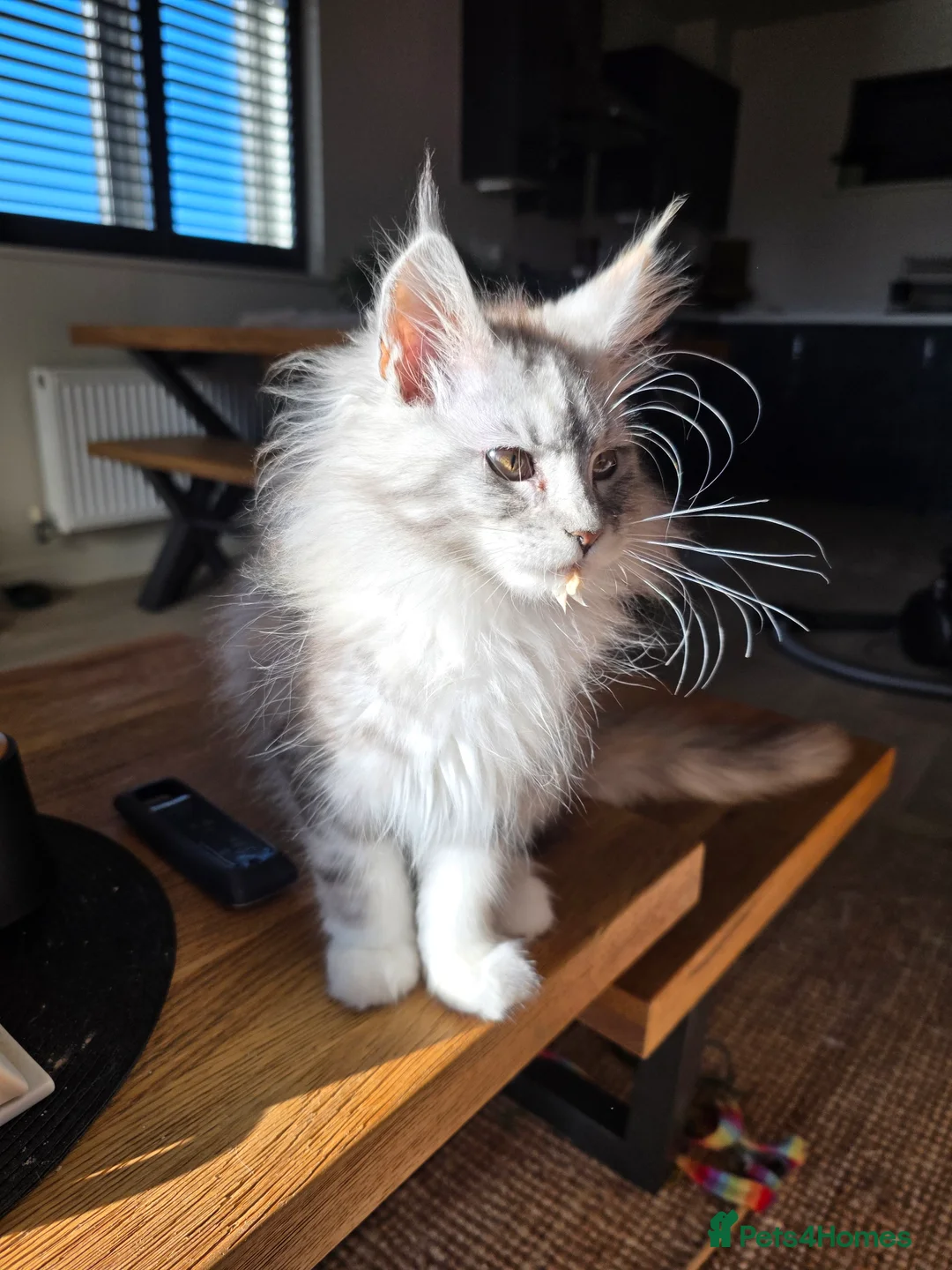 Maine Coon cats for sale: Pure breed Affectionate Mainecoon Female - Advert 1