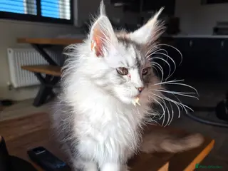 Maine Coon cats Pure breed Affectionate Mainecoon Female - Advert 1