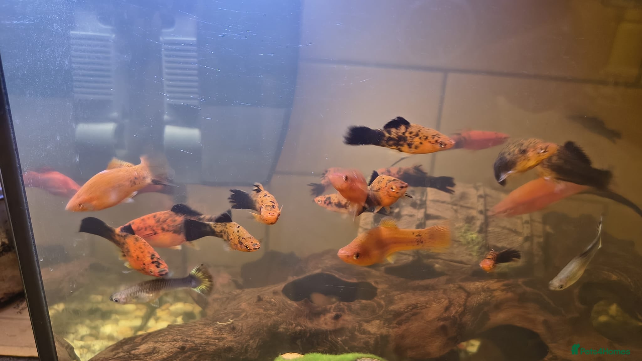 Mollies fish mollies and Albino Bristlenose Plecos  - Advert 1