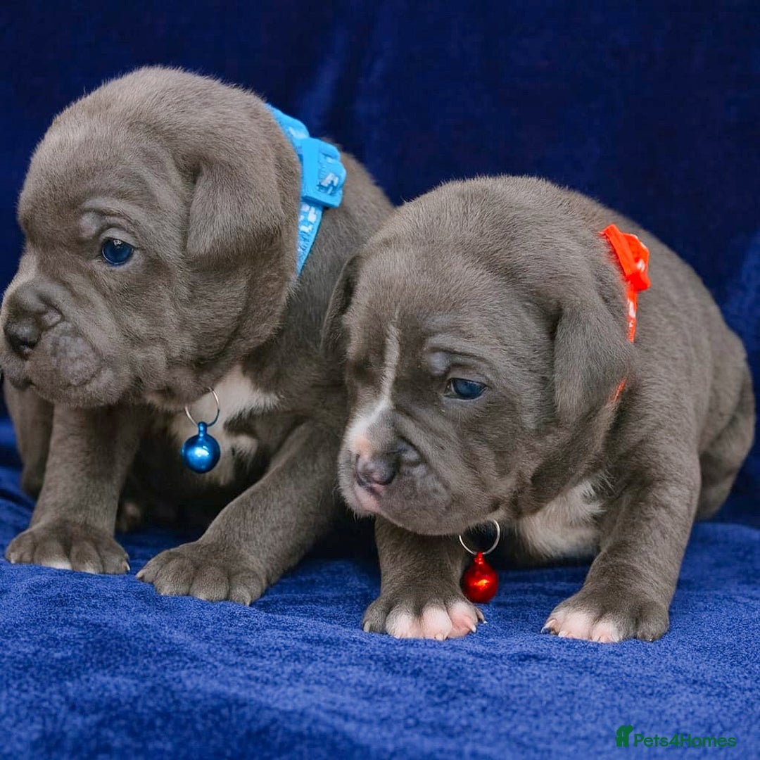 Staffordshire Bull Terrier dogs for sale: SOLID BLUE TEDDY BEARS STAFFS 🐻  - Advert 2