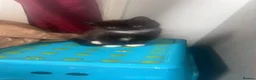 Mixed Breed cats for sale: Mix breed kittens  - Advert 4