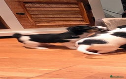 Jack Russell dogs for sale: Jack Russell puppies  - Image 8
