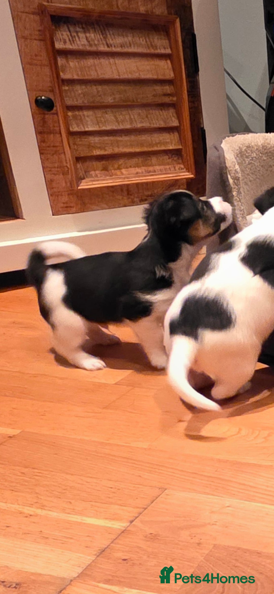 Jack Russell dogs for sale: Jack Russell puppies  - Image 8