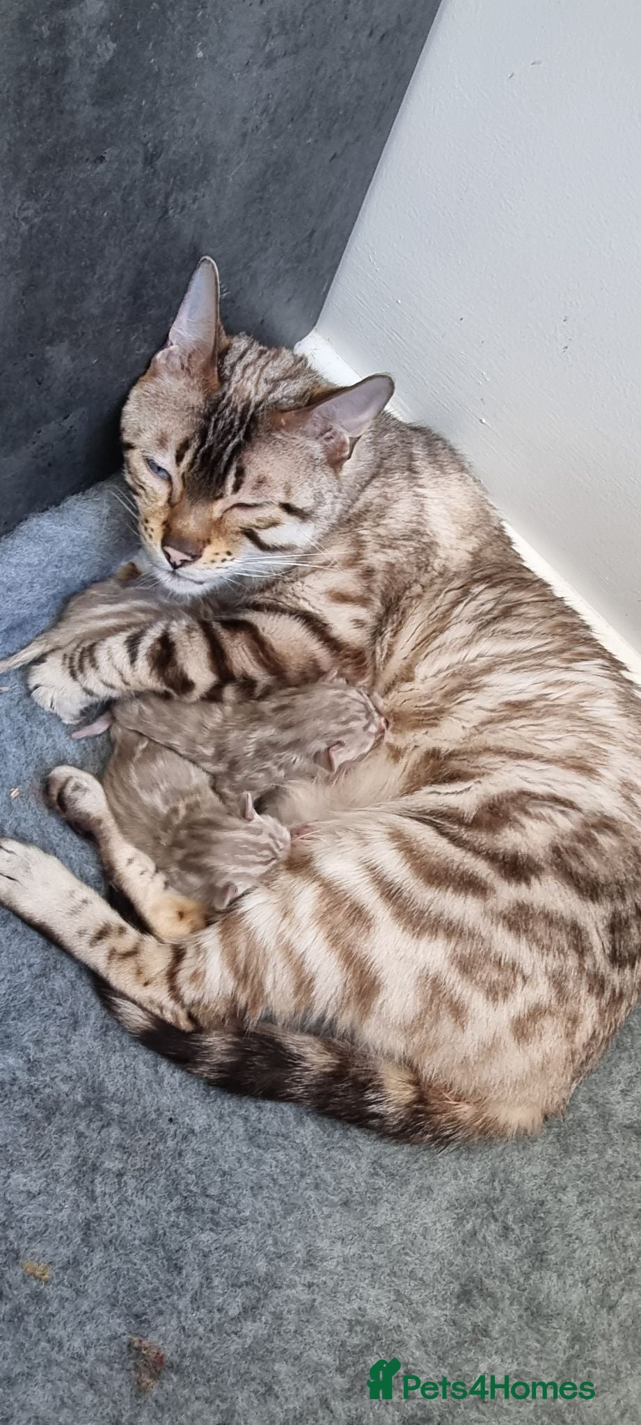 Bengal cats STUNNING LITTER OF TICA MINK BENGAL KITTENS.  - Advert 1