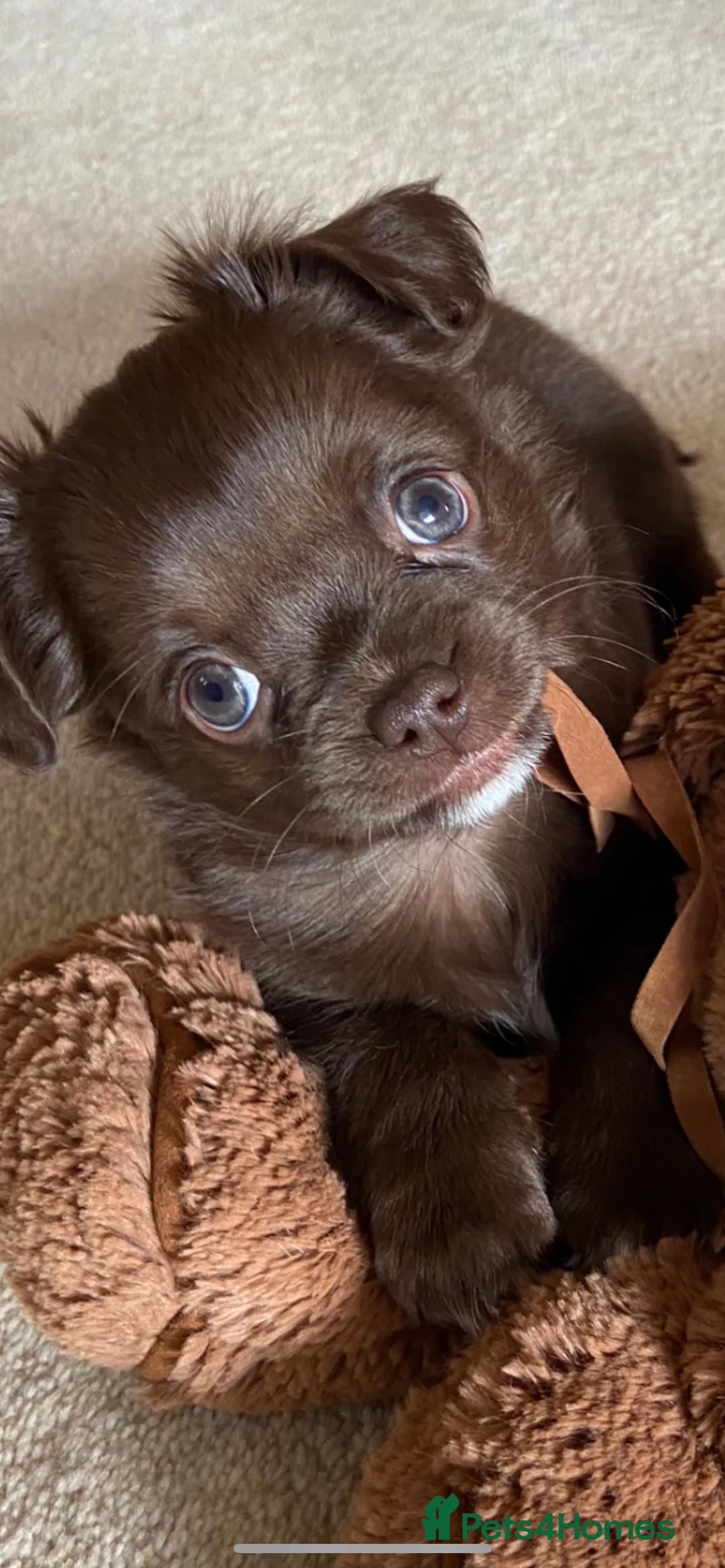 Chihuahua dogs for stud: KC Registered Blue Double KB in Chorley - Advert 16