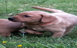 Labrador Retriever dogs for sale: Fox Red Labrador Puppies For Sale in Stranraer - Image 15