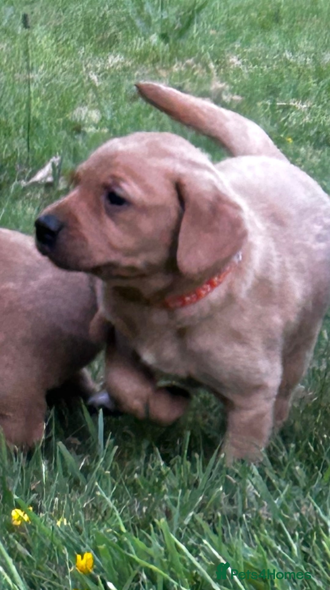 Labrador Retriever dogs for sale: Fox Red Labrador Puppies For Sale in Stranraer - Image 15