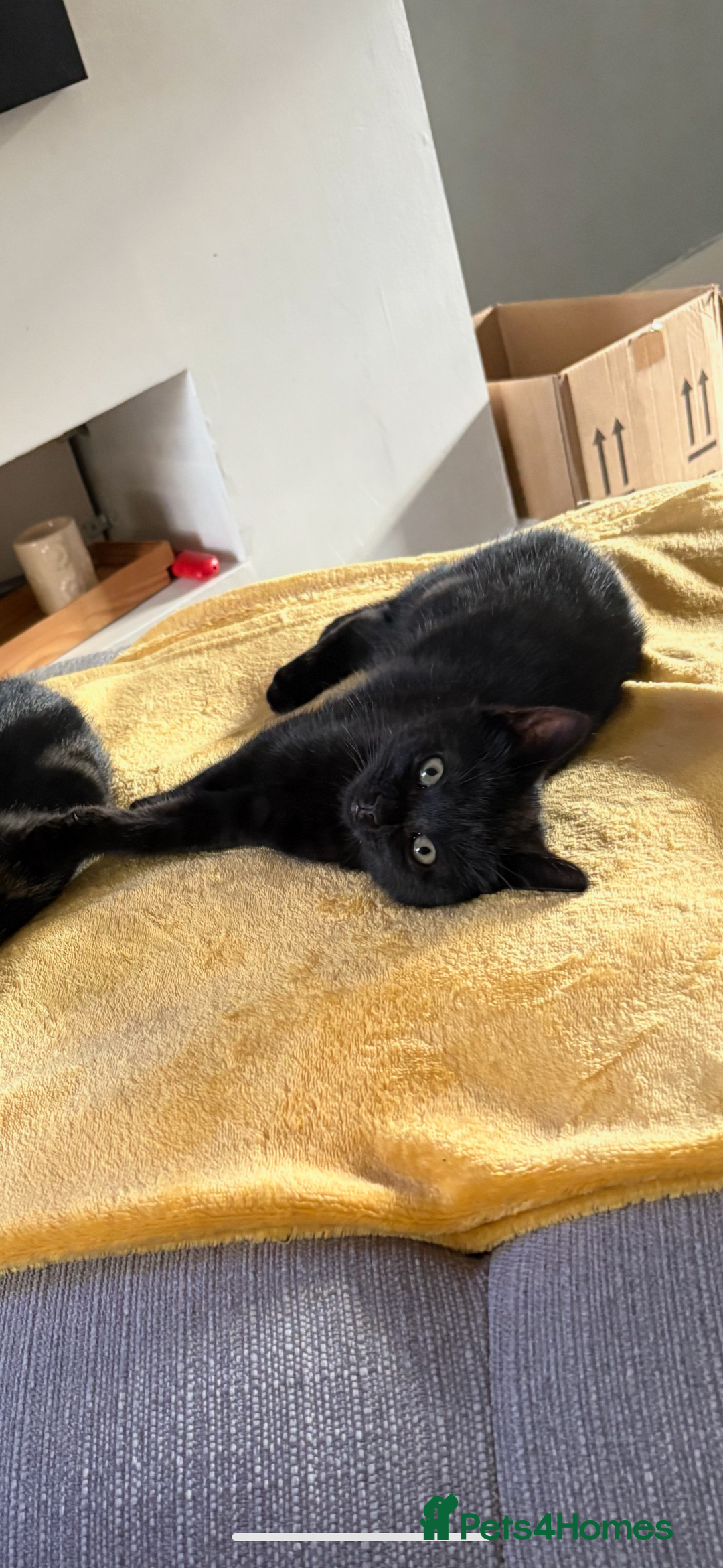 Mixed Breed cats for sale: Female black kitten - Image 3