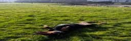 Dobermann dogs for sale: 5 year old Doberman female for sale - Advert 5