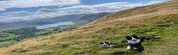 Border Collie dogs for sale: Show Quality KC Reg Border Collie Puppies  - Advert 30