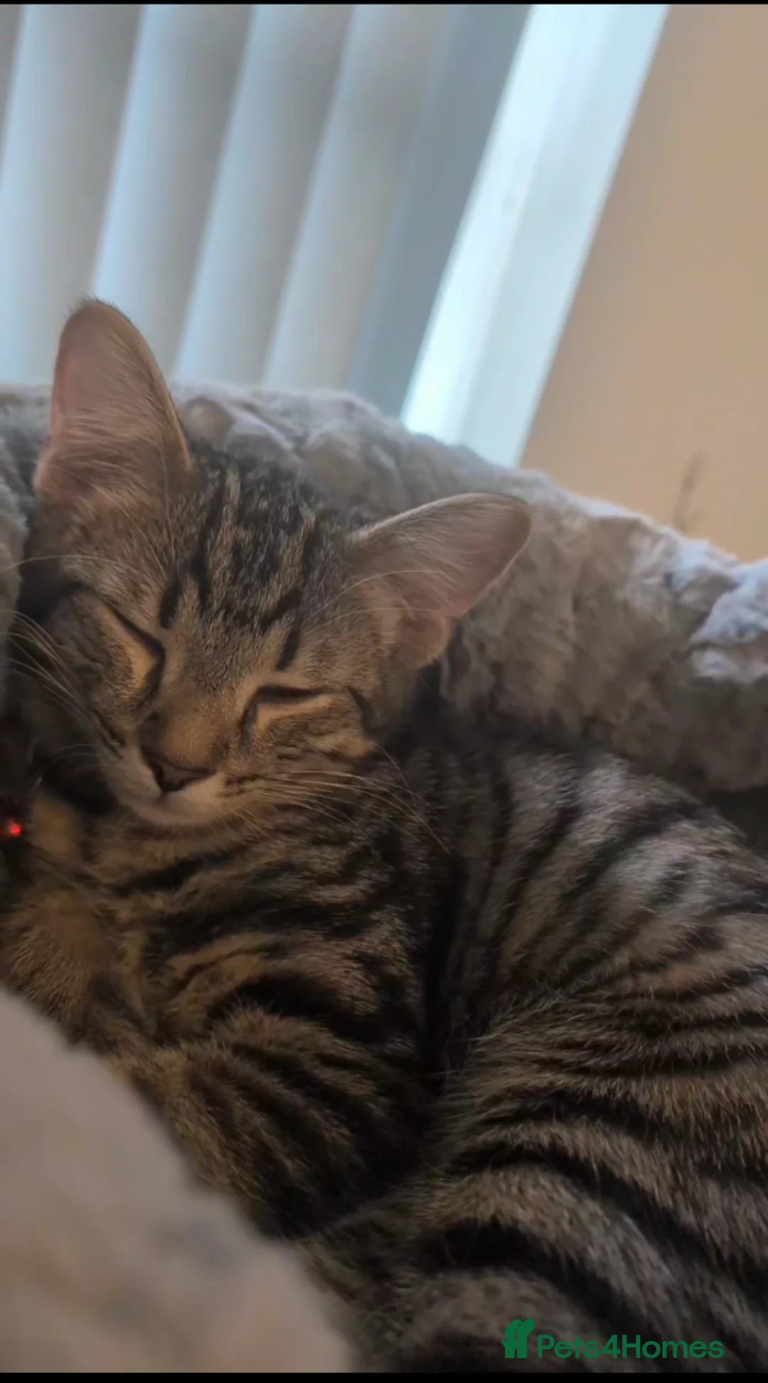 European cats for sale: Male kitten available for a good home - Advert 1