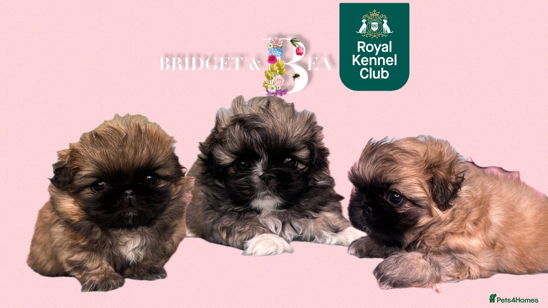 Pekingese dogs ⭐️QUALITY KC PUPS⭐️ - Advert 3