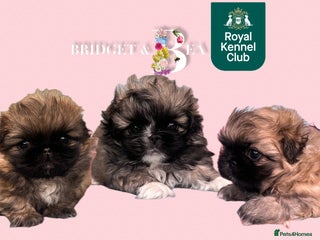 Pekingese dogs ⭐️QUALITY KC PUPS⭐️ - Advert 3