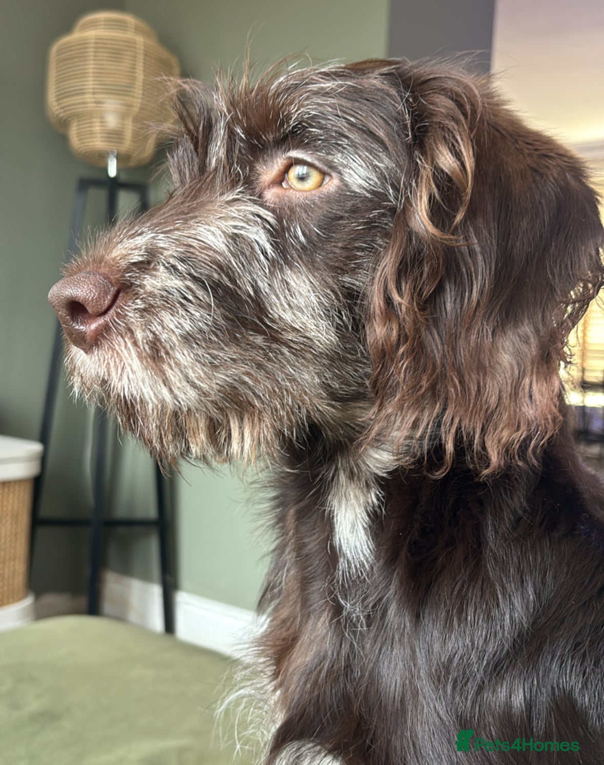 Labradoodle dogs Chocolate merle labradoodle  - Advert 2