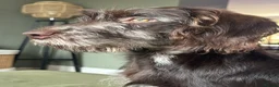 Labradoodle dogs for sale: Chocolate merle labradoodle  - Advert 1