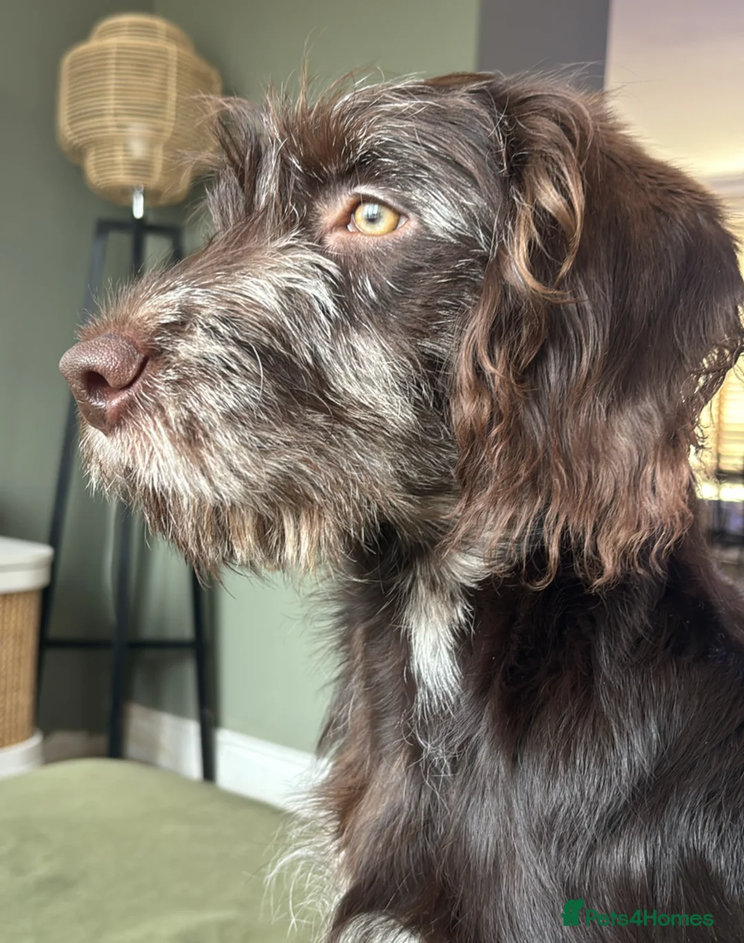 Labradoodle dogs for sale: Chocolate merle labradoodle  - Advert 1
