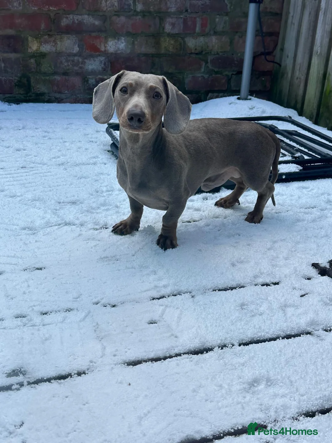 Dachshund dogs for stud: Otis! Stud available.  in Aberystwyth - Advert 2