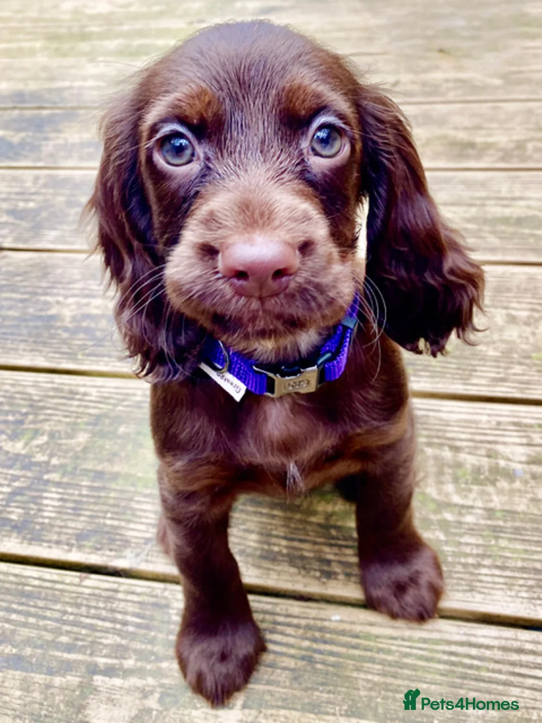Cocker Spaniel dogs for sale: Working cocker spaniel bitch - Advert 1