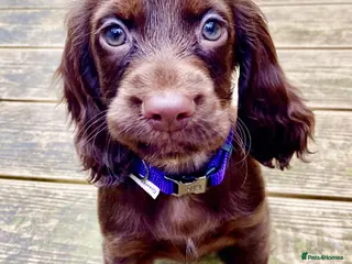 Cocker Spaniel dogs Working cocker spaniel bitch - Advert 14