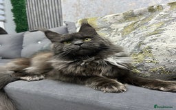 Maine Coon cats for sale: Maine Coon kitten  - Image 11