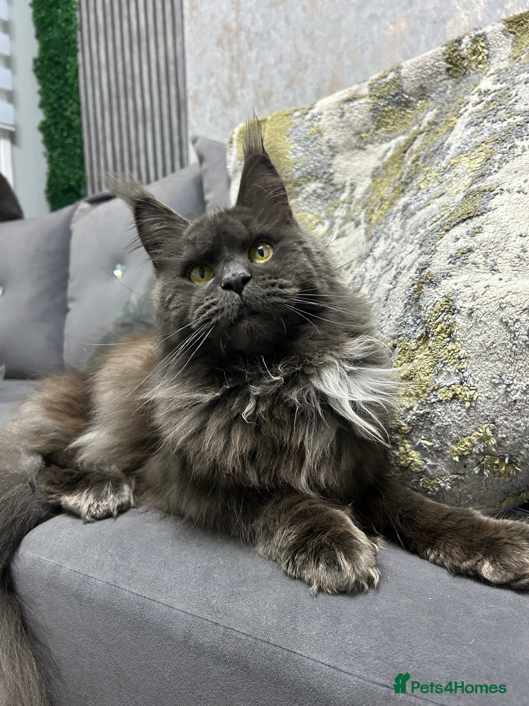Maine Coon cats for sale: Maine Coon kitten  - Image 11