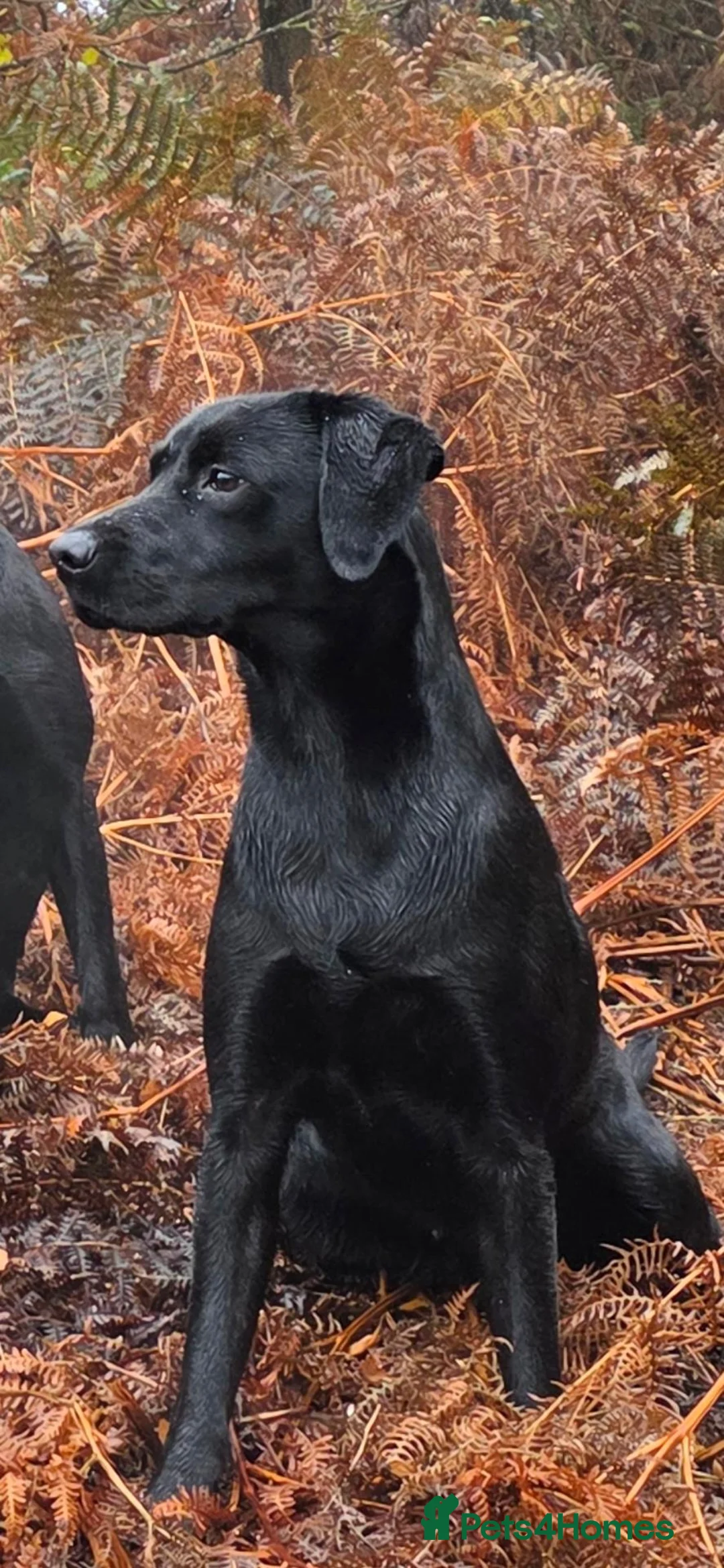Labrador Retriever dogs for sale: Beautiful Labrador puppies  - Advert 2