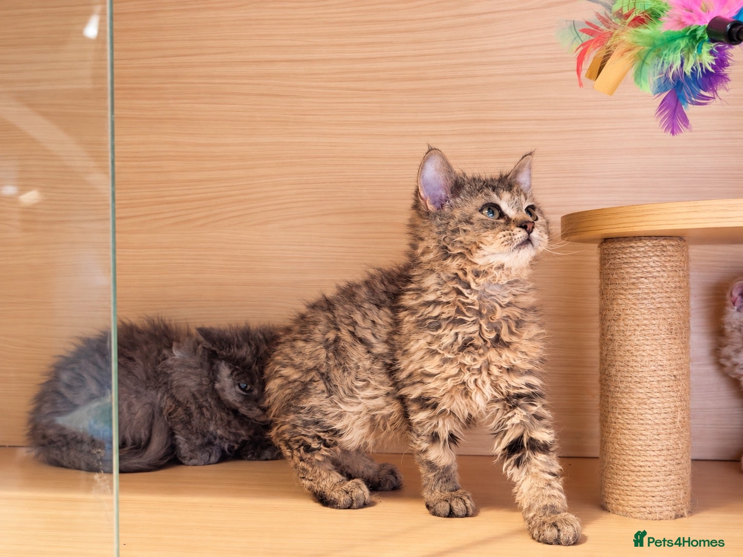 Selkirk Rex cats for sale: Beautiful Selkirk Rex Shorthair Kittens  - Advert 1