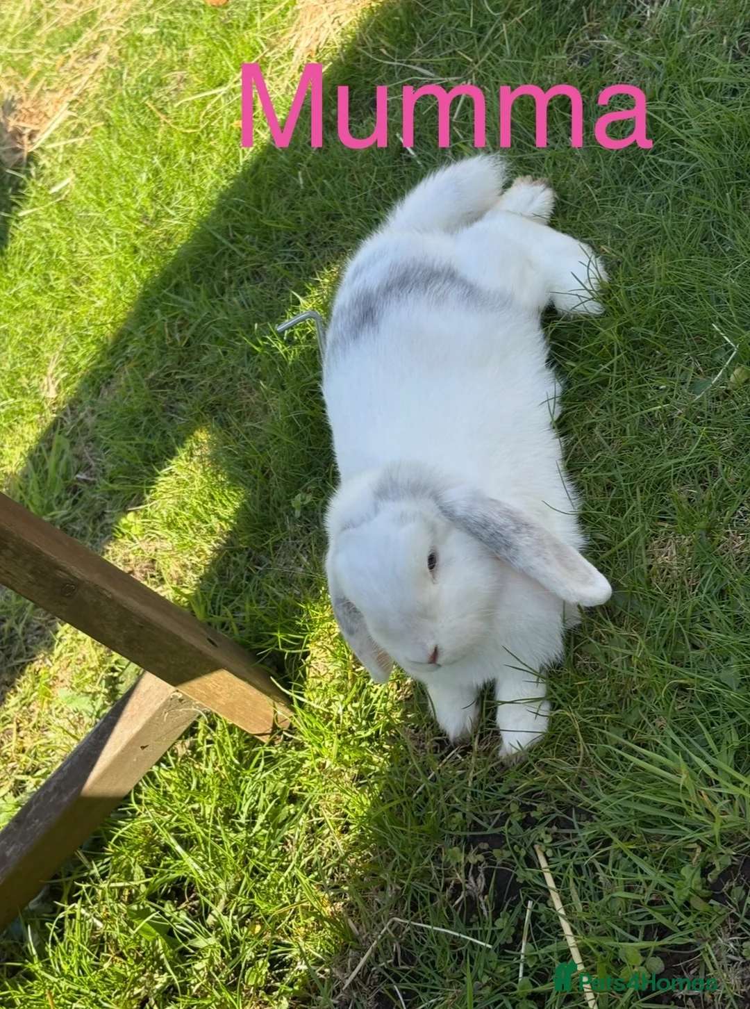 Mini Lop rabbits for sale: ⭐️ READY ⭐️ Beautiful mini lops - Advert 8