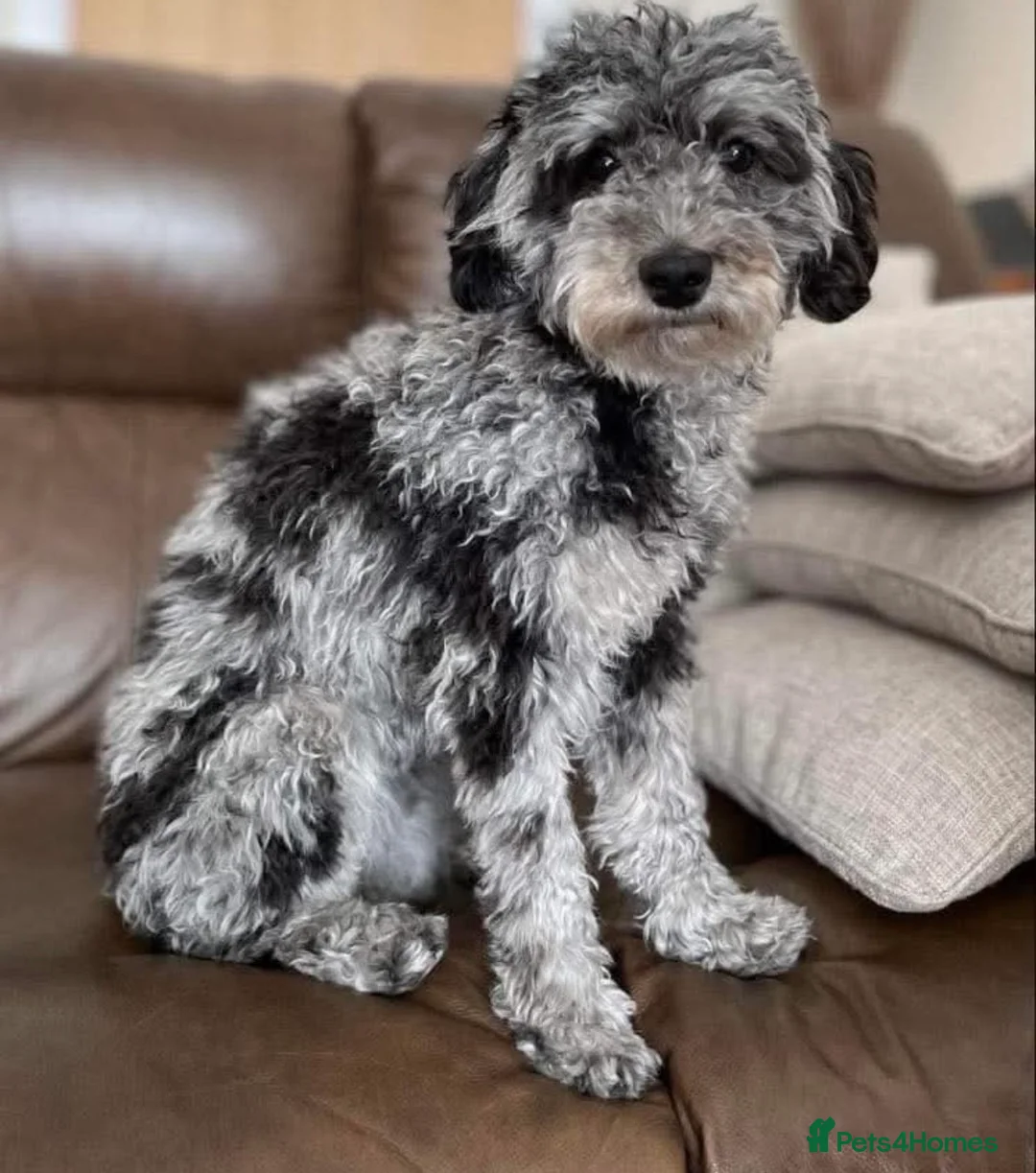 Cavapoo dogs for sale: 2 stunning cavapoo males  - Advert 11