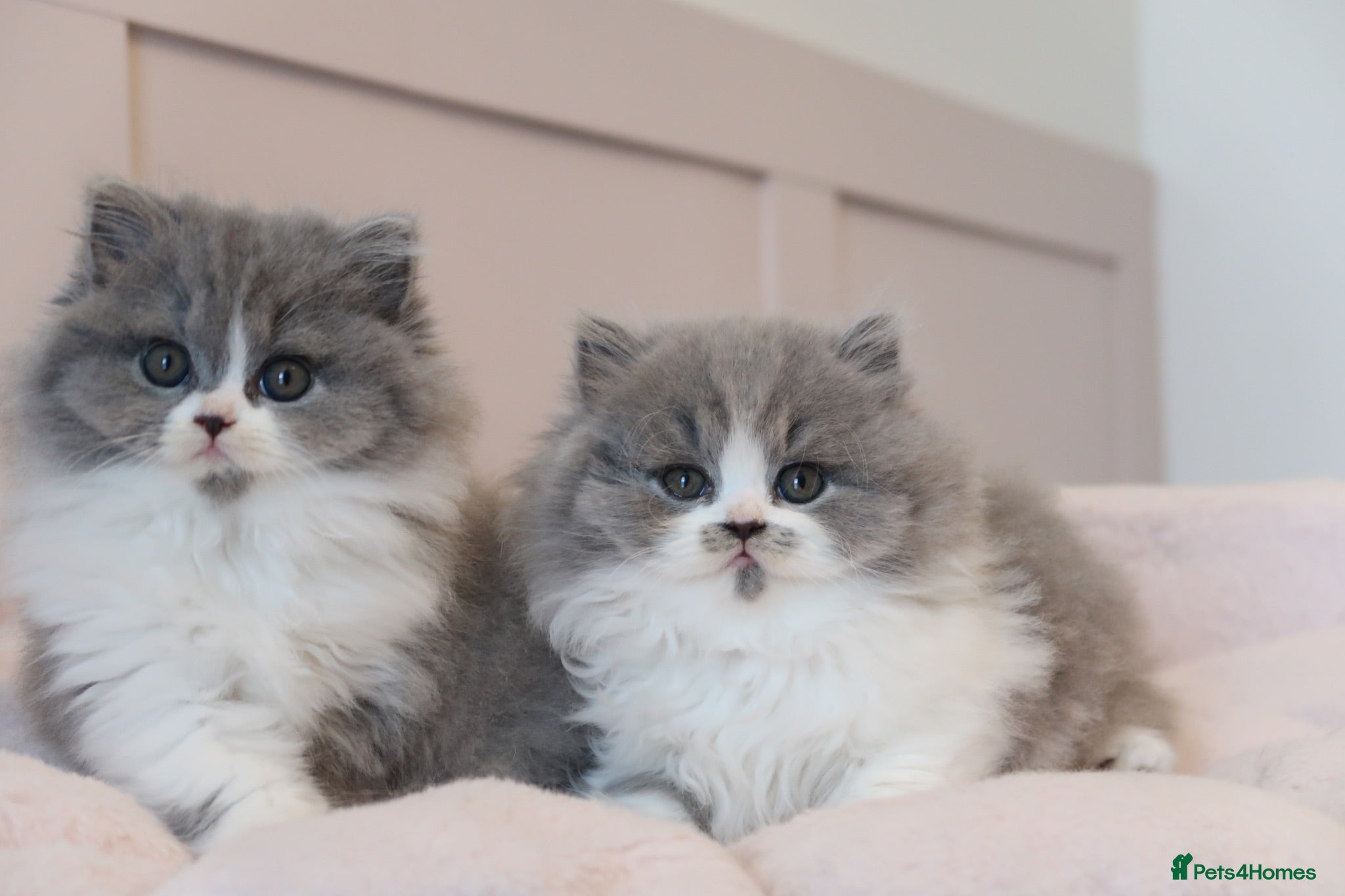 British Longhair cats PEDIGREE British Longhair kittens - Advert 17