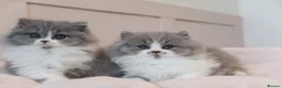 British Longhair cats for sale: PEDIGREE British Longhair kittens - Advert 1