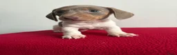 Miniature Dachshund dogs for sale: ⭐️💕miniature dachshund pups⭐️💕 - Advert 2