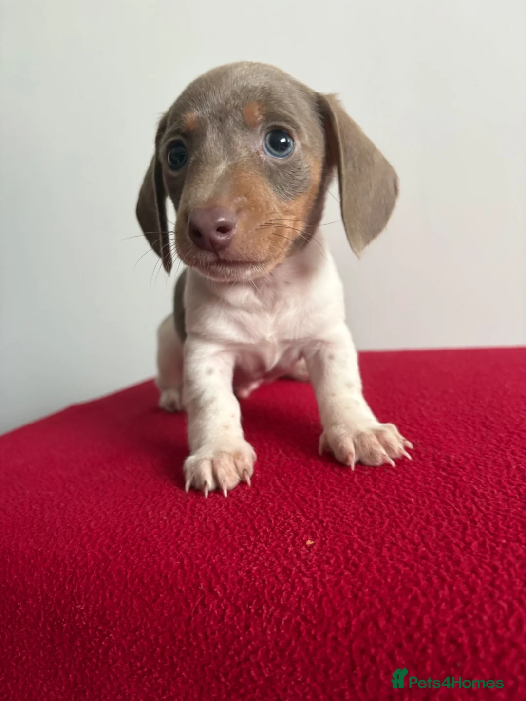 Miniature Dachshund dogs for sale: ⭐️💕miniature dachshund pups⭐️💕 - Advert 2
