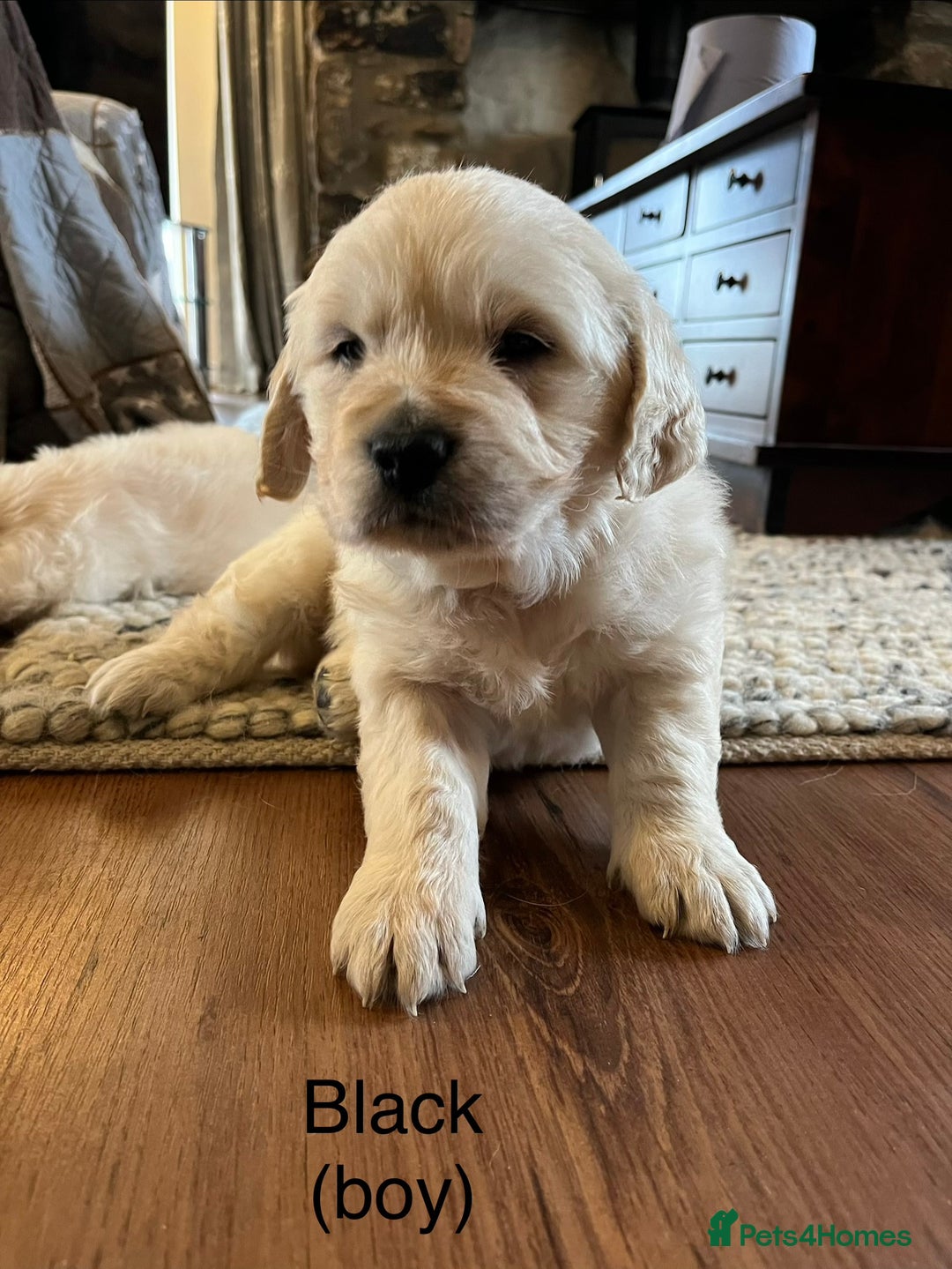 Golden Retriever dogs for sale: KC registered Golden Retriever puppies  - Advert 21