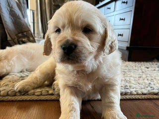 Golden Retriever dogs KC registered Golden Retriever puppies - Advert 17