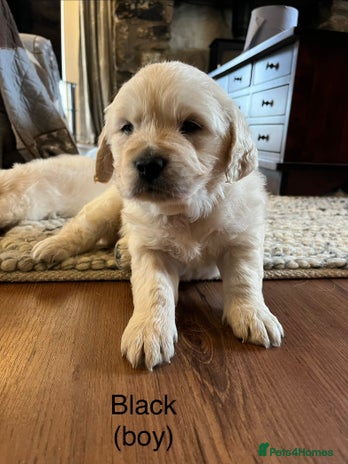 Golden Retriever dogs - Advert 2