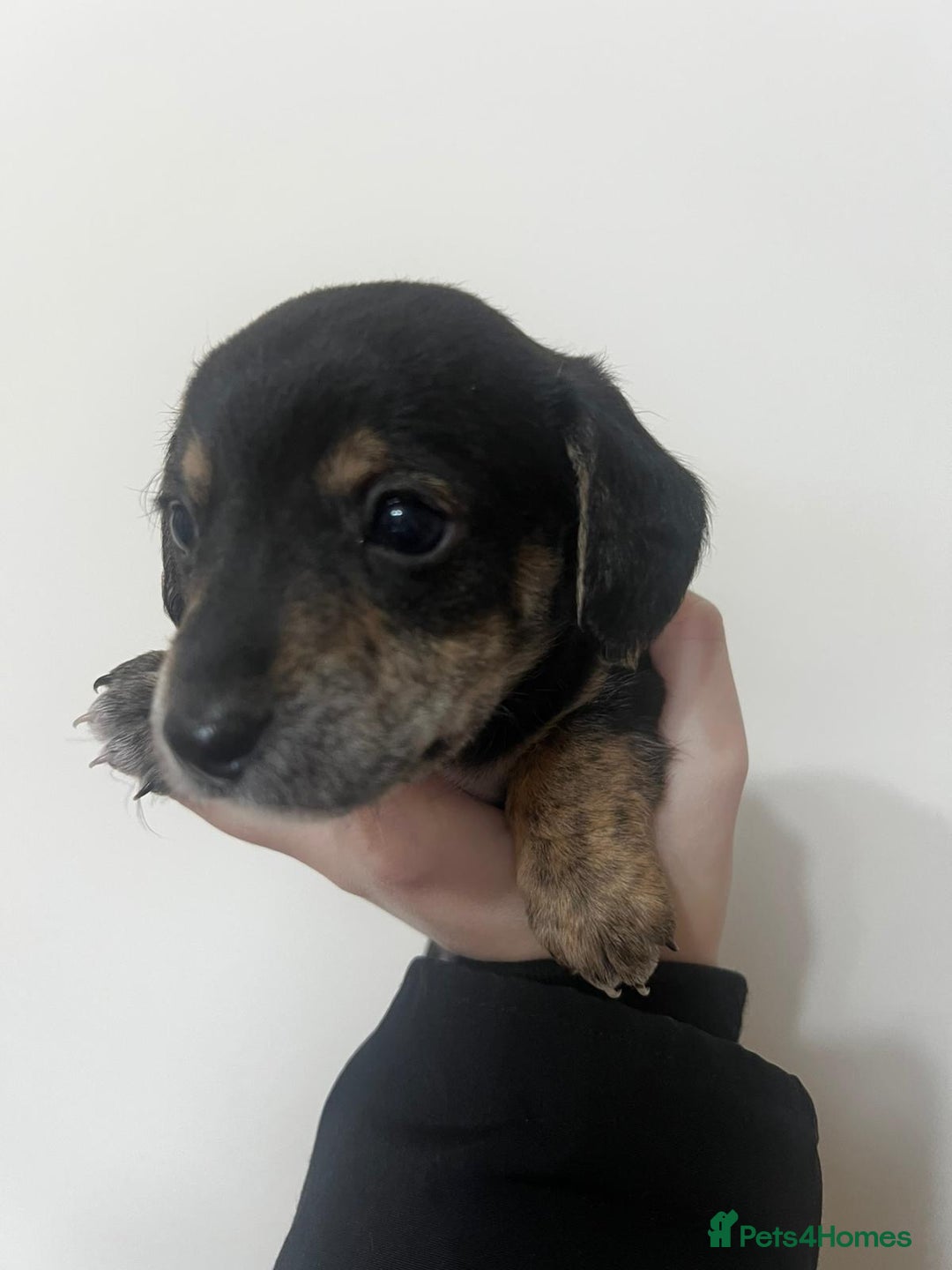 Mixed Breed dogs for sale: ✨ Miniature Dachshund × Bichon Puppies ✨ - Advert 4
