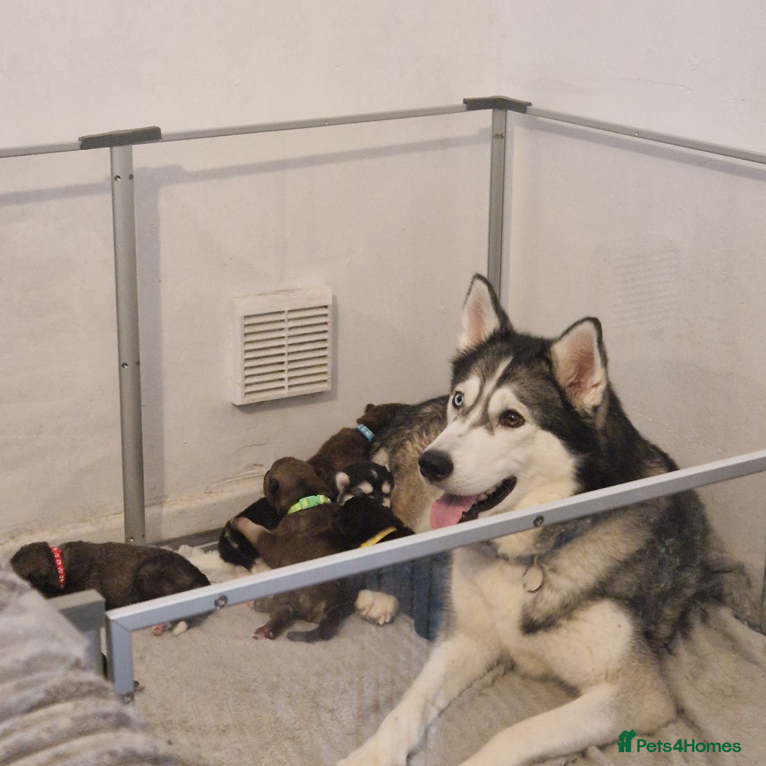 Mixed Breed dogs Stunning siberian husky cross coltriever pups  - Advert 1