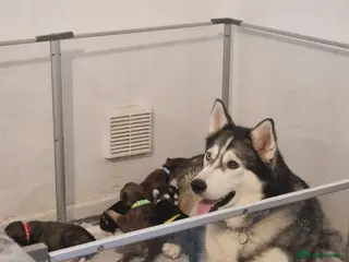 Mixed Breed dogs Stunning siberian husky cross coltriever pups - Advert 1