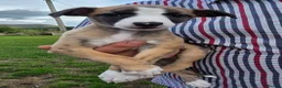 Whippet dogs for sale: Beautiful whippets  - Advert 4
