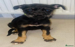 Mixed Breed dogs for sale: Stunning Wheaton bull cross girls - Image 3