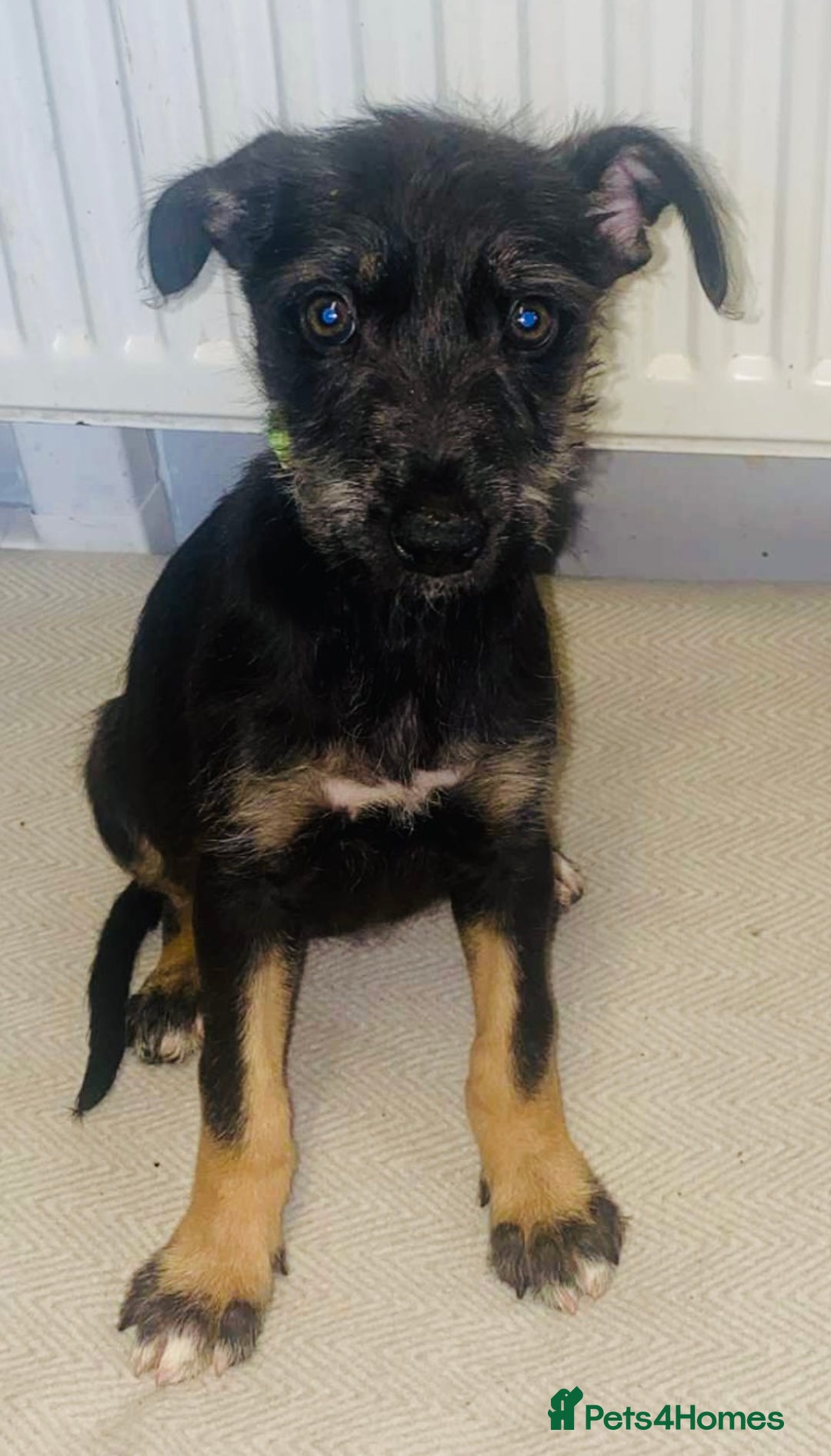 Mixed Breed dogs for sale: Stunning Wheaton bull cross girls - Image 3