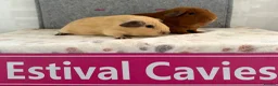 Guinea Pig rodents for sale: Californian & Golden young boars - Advert 2