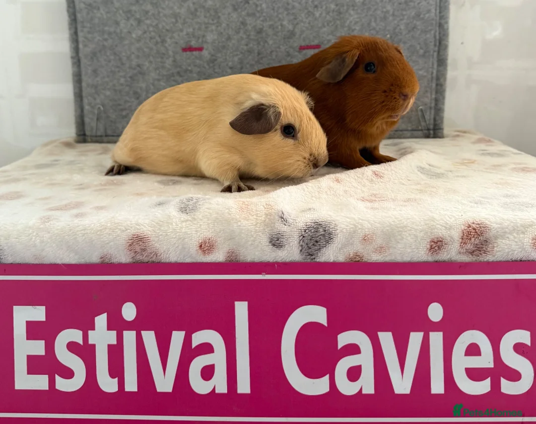 Guinea Pig rodents for sale: Californian & Golden young boars - Advert 2