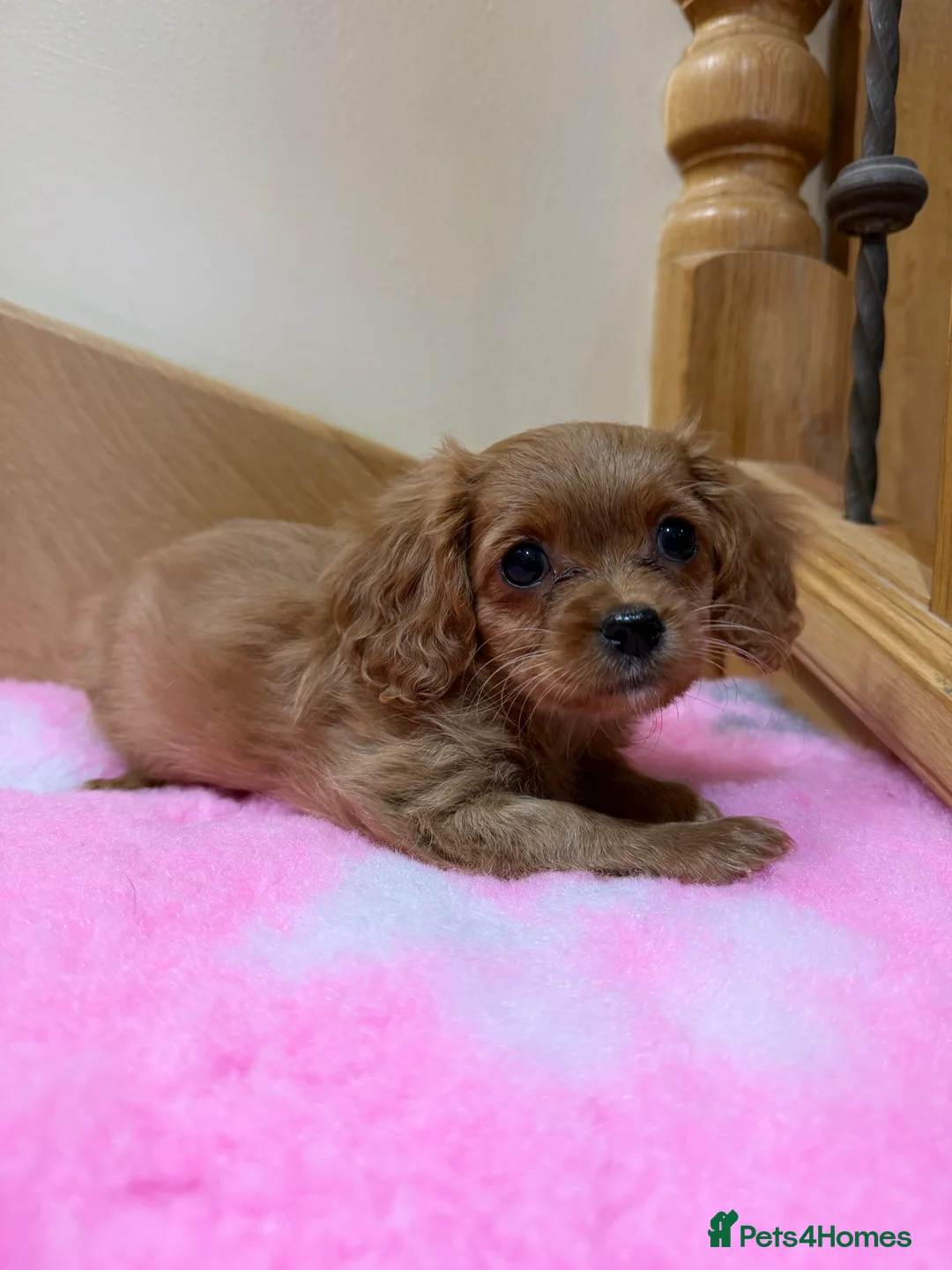 Cavapoochon dogs for sale: Cavapoochon - Advert 23