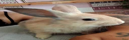 Mixed Breed rabbits for sale: RARE COLOURS - Beautiful baby rabbits  in Eastbourne - Advert 13