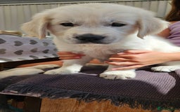 Golden Retriever dogs for sale: Adorable Golden Retriever Puppies - Image 8