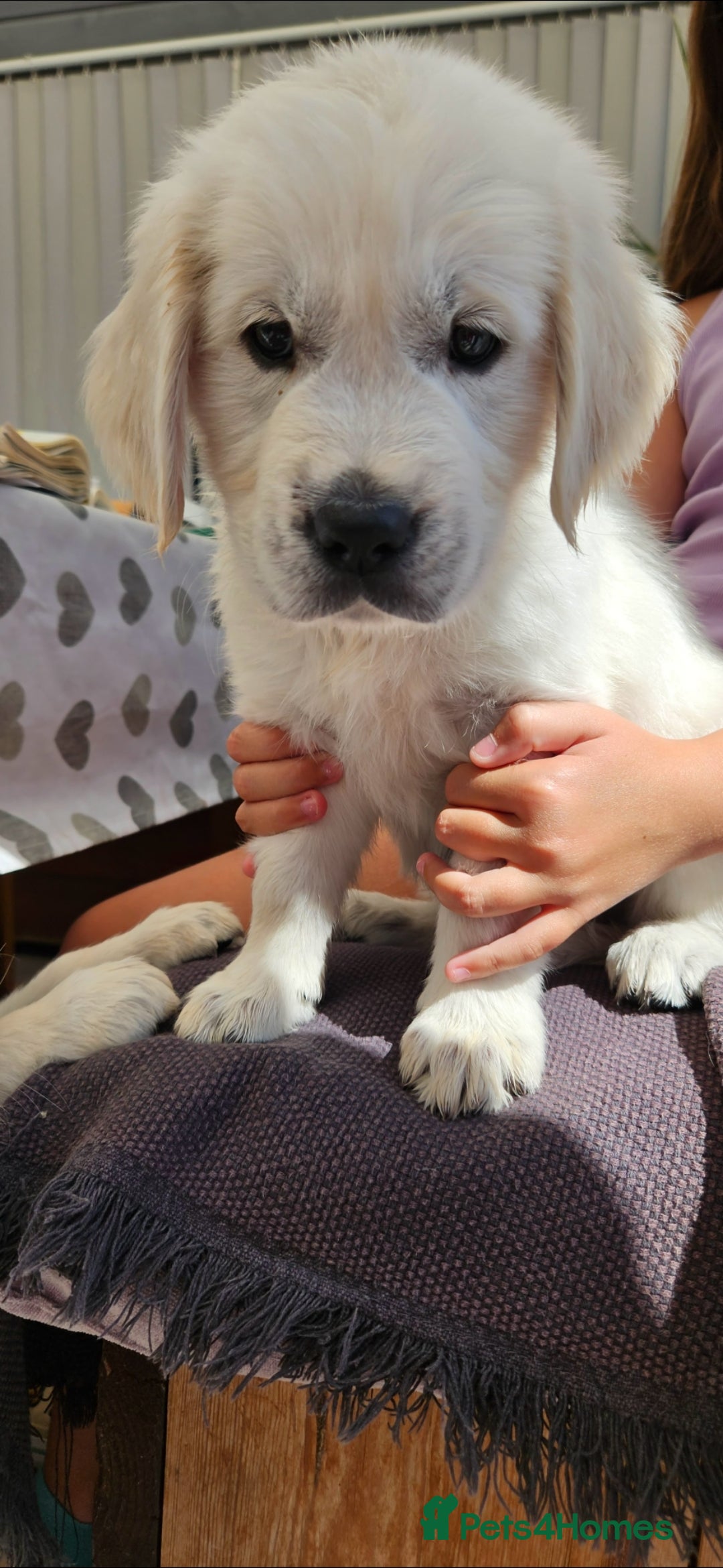 Golden Retriever dogs for sale: Adorable Golden Retriever Puppies - Image 8